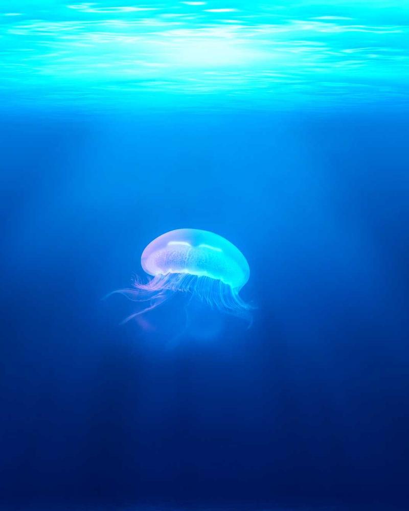 Moon Jellyfish Drifting in Sunlit Ocean Depths — free printable animals coloring book page